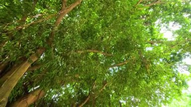 Canlı yeşillikle huzurlu park manzarası