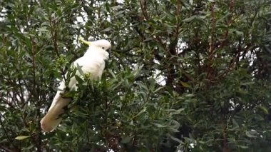 Bir papağan yapraklı bir dala oturur.