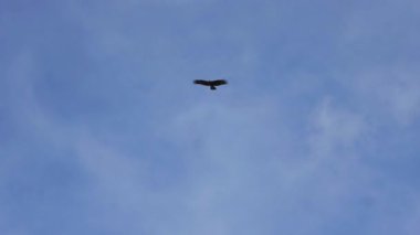 Bulutlu bir gökyüzünde süzülen tek bir kuş