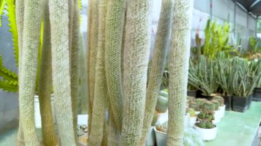 Cacti bir Bangkok serasında sergilendi