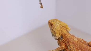 Sakallı bir ejderha, yumuşak ışıklandırmalı kontrollü bir ortamda sallanan bir böceği dikkatle izler.