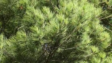 Avusturya çam dalları rüzgarda sallanıyor, doğal gün ışığı altında canlı yeşil iğneler sergiliyorlar.