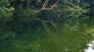 Port Douglas 'ta sakin bir nehir yoğun yeşilliklerden akar. Sakin su, etrafındaki ağaçları yansıtarak, barışçıl bir atmosfer yaratır.