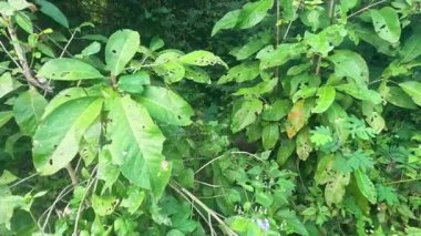 Rüzgarda hafifçe çırpınan yapraklar.