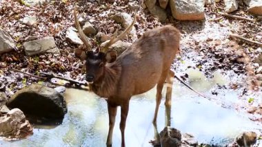 Geyik bir su deresinin yanında duruyor.