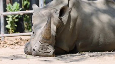 Gergedanlar hayvanat bahçesinde huzur içinde dinleniyor.