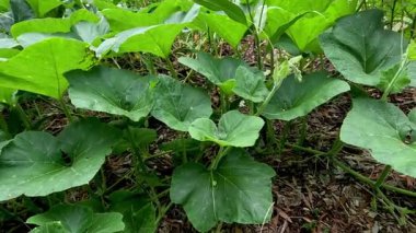 Bahçede yetişen balkabağı bitkilerinin hızlandırılması