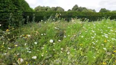 Çiçekli papatyaları olan yemyeşil bir bahçe.