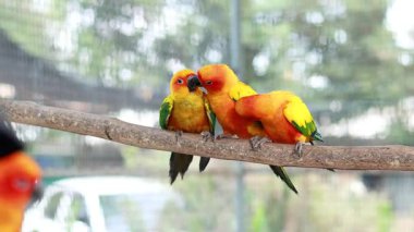Renkli kuşlar bir dalda etkileşime girer.