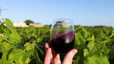 Üzüm bağında şarap kadehi tutan el.