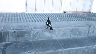 Bir saksağan, durağan kamera açılarıyla doğal ışıkta yakalanan kentsel bir ortamda beton adımlarda ilerler.