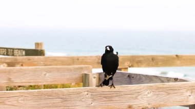 Bir Avustralyalı saksağan, Barwon Heads 'e bakan ahşap bir çitin üzerine tünemiş.