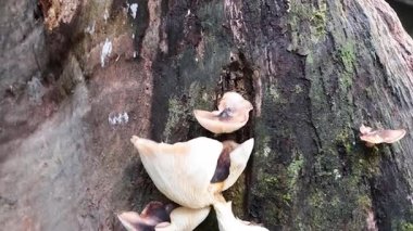 Yosunlu ağaç gövdesinde mantarlar filizleniyor.