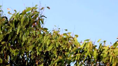 Okaliptüs, Bellarine, Victoria 'da açık mavi gökyüzünün altında yavaşça sallanıyor. Doğal ışıklandırmayla yakalanmış, dingin hareketler sergiliyor