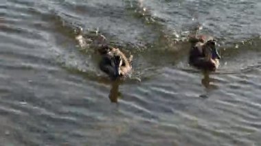 Bir grup ördek suda yüzüyor ve etkileşime geçiyor.
