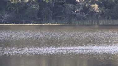 Sakin su ağaçları ve gökyüzünü yansıtıyor.