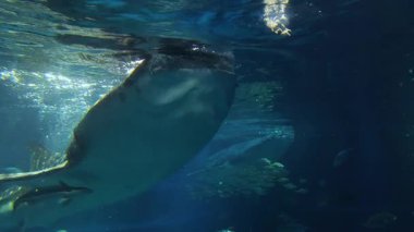 Güneş ışığında zarif bir şekilde yüzen fok balığı.