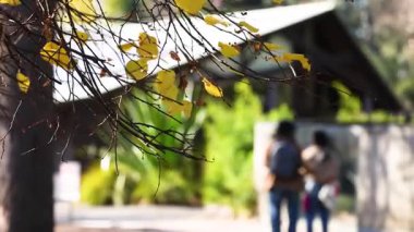 Melbourne Hayvanat Bahçesi 'nde ağaç dallarının altında yürüyen bir çift