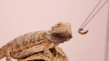 Sakallı bir ejderha, cımbız kullanarak yumuşak ışıklandırmalı bir süper solucan yakalar ve yer.