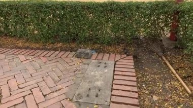 Kuş tuğla bir yolda çöplerle etkileşime girer.