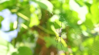 Tayland 'ın Phuket şehrinde bir örümcek ağlarını canlı yeşil yaprakların arasında örüyor. Güneş ışığı süzülerek, sakin ve doğal bir atmosfer yaratır.