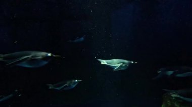 Penguenler akvaryum sergisinde zarif bir şekilde suyun altında yüzerler.