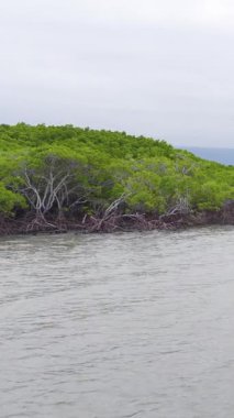 Mangrove ağaçları, bulutlu gökyüzünün altında sakin bir kıyı şeridi boyunca kameranın hareketleriyle yakalanır.