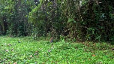 Maymun Tayland ormanlarındaki çimlerde görüldü.