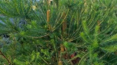 Banksia 'da güneş ışığı altında güneşlenen, Melbourne Bahçesi