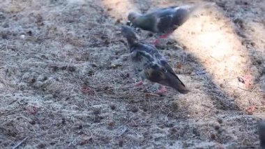 Güvercinler gagalıyor ve kuru çimenlerde yürüyor