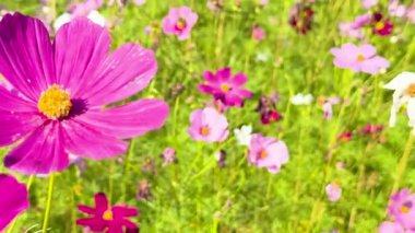 Renkli kozmos çiçekleri rüzgarda sallanıyor