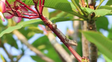 Kertenkele bir frangipani ağacının dalları boyunca hareket eder..