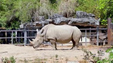 Hayvanat bahçesinde yürüyen gergedanlar.