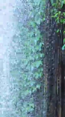 Dorrigo, NSW 'de canlı bir şelale, dinamik hareket ve doğal ışıklandırmayla yakalanan yoğun yeşillikler arasında akar.