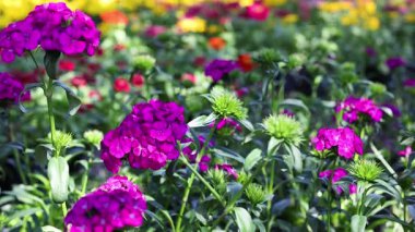 Suan Luang Rama Parkı 'nda canlı çiçekler.