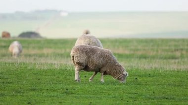 Yeşil bir tarlada huzur içinde otlayan koyunlar