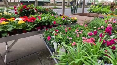 Paris 'te bir çiçekçide sergilenen renkli çiçekler