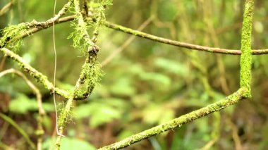 Yosun kaplı dallar yemyeşil bir orman ortamında, doğal ışıklandırma ve doku ve detaylara odaklanmış.