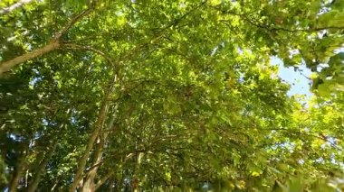 Gün ışığı yemyeşil ağaç gölgesinde parlar.