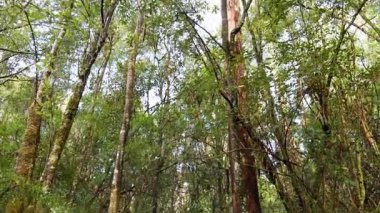 Yağmur ormanlarında yemyeşil ağaçlar