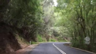 Yeşillik ormanlarında dolambaçlı yoldan giden araba.