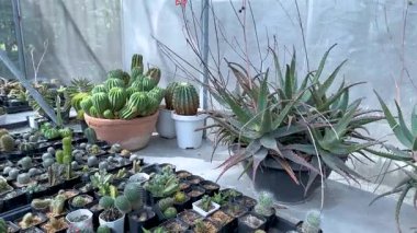 Bangkok 'ta bir serada kaktüs ve sulular