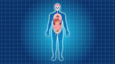 Böbreklere odaklı insan anatomisini gösteren animasyon, eğitici etkiyi artırmak için canlı renkler ve pürüzsüz geçişler kullanıyor