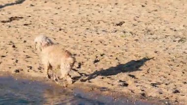 Köpek topu okyanustan topluyor.