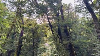 Ağaçların arasından süzülen güneş ışığıyla yemyeşil orman örtüsü Glenorchy, Yeni Zelanda 'da sakin ve doğal bir atmosfer yaratıyor.