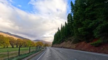Wanaka, Yeni Zelanda 'da ağaçlarla kaplı bir yol boyunca sakin bir sürüş. Parlak yeşil gökyüzünün altında.