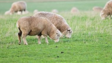Koyunlar yemyeşil bir arazide huzur içinde otluyor.