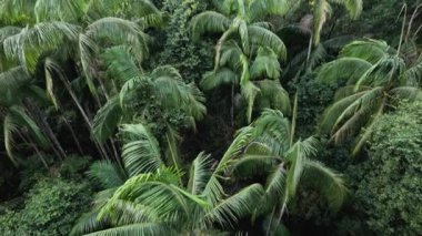 Berrak mavi gökyüzü ile yemyeşil orman örtüsü