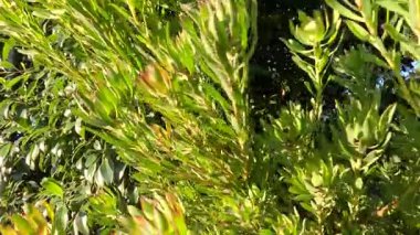 Melbourne Hayvanat Bahçesi 'nde canlı bitkilerin yakın çekimi