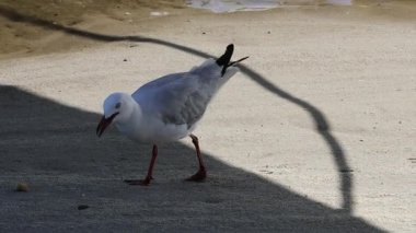 Martı kaldırımdaki yiyecekleri gagalıyor